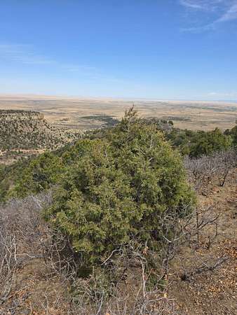 40 Acres of Recreational Land for Sale in Trinidad, Colorado