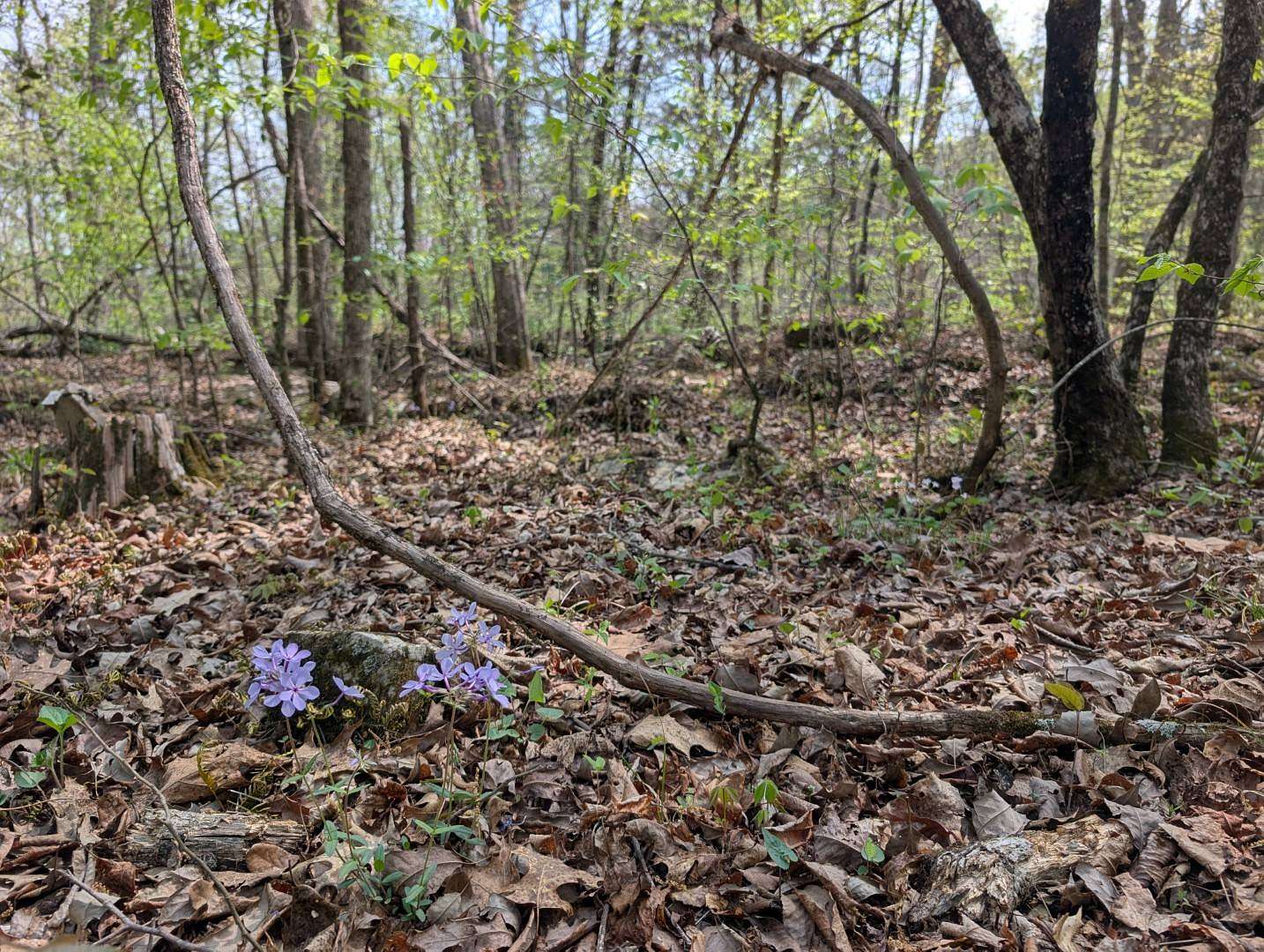13 Acres of Land for Sale in Warrior, Alabama