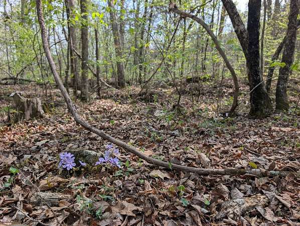 13 Acres of Land for Sale in Warrior, Alabama