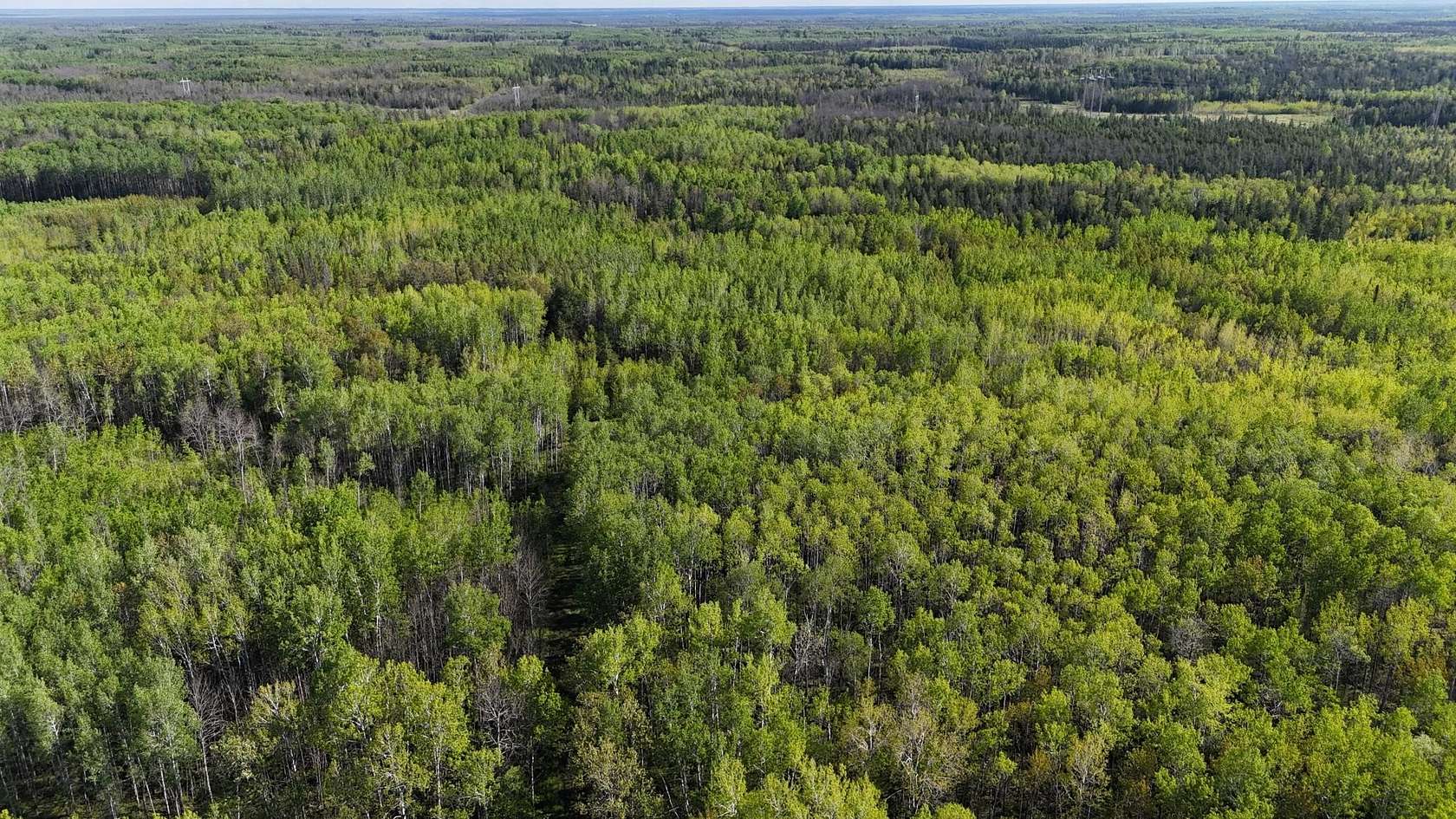 160 Acres of Recreational Land for Sale in Birchdale, Minnesota