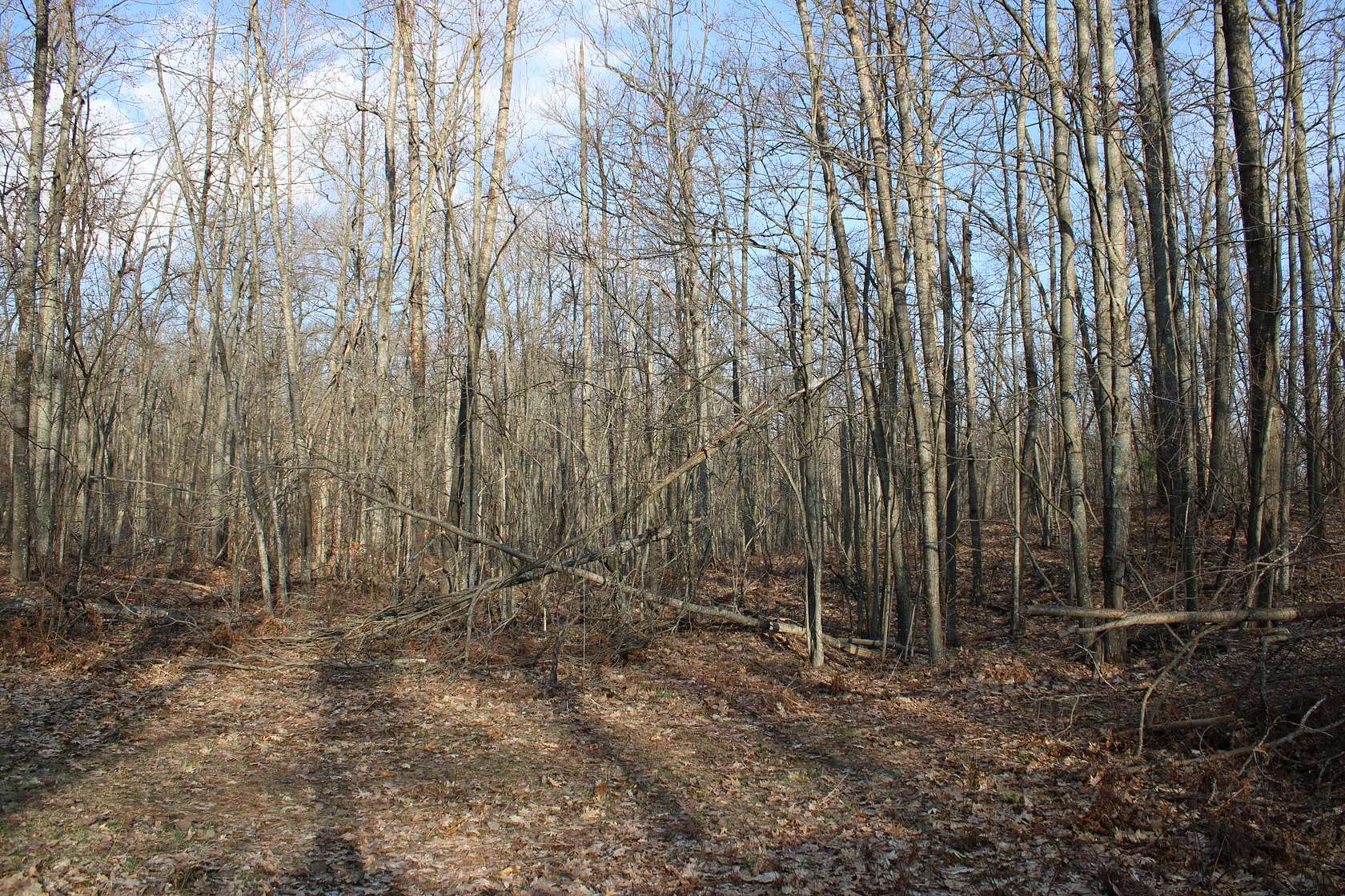 15 Acres of Recreational Land for Sale in Fairview, Michigan