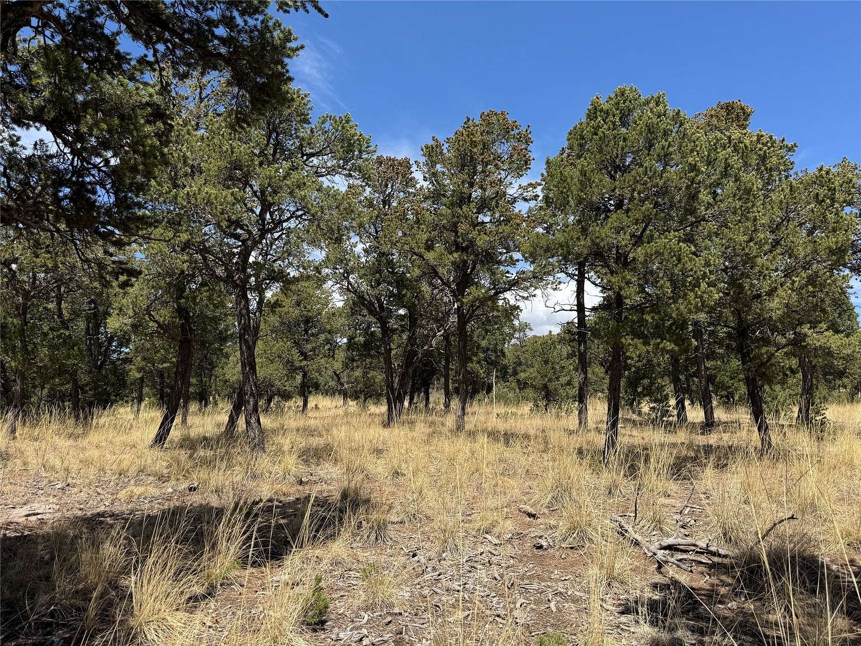 0.5 Acres of Residential Land for Sale in Pecos, New Mexico