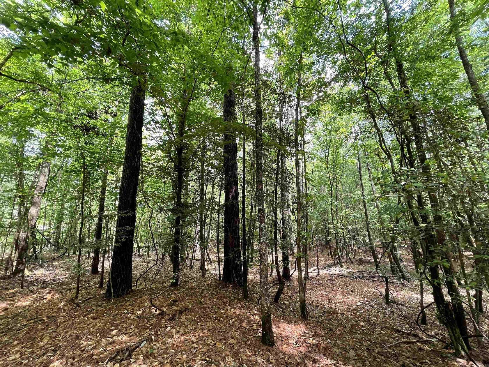 56.5 Acres of Recreational & Residential Land for Sale in Camden, Arkansas