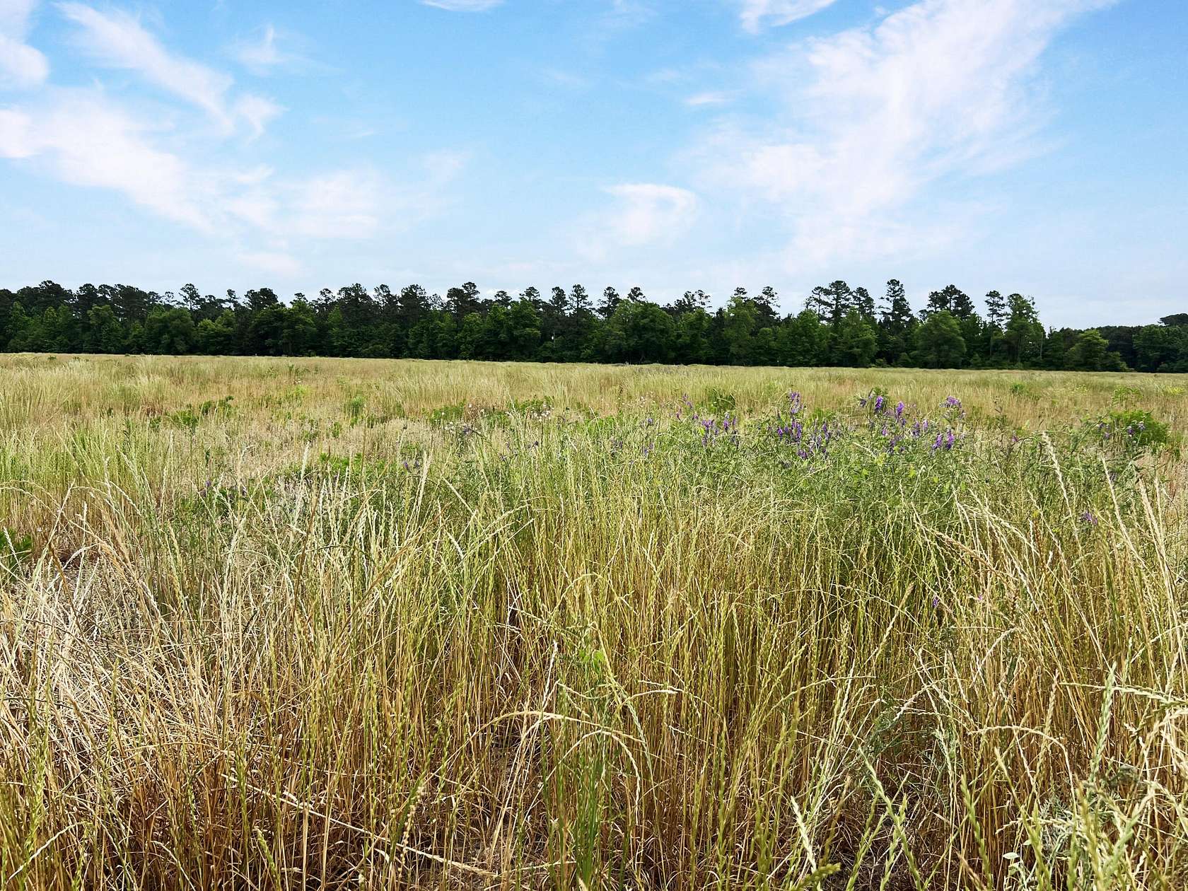 10 Acres of Residential Land for Sale in St. George, South Carolina