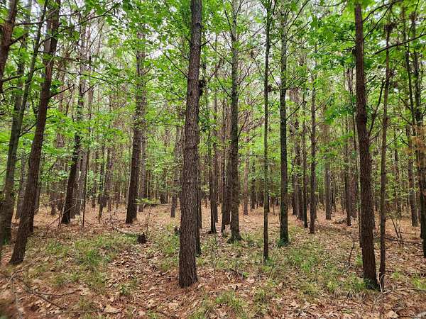 40.4 Acres of Land for Sale in Star City, Arkansas