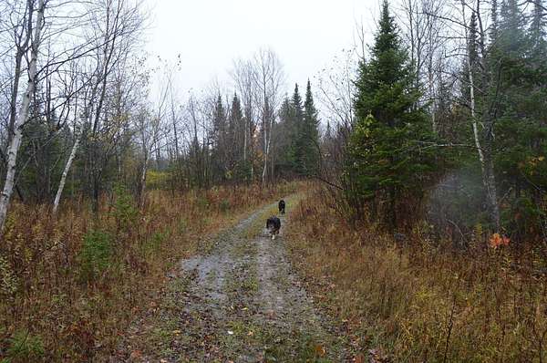 195 Acres of Recreational & Residential Land for Sale in Gould City, Michigan