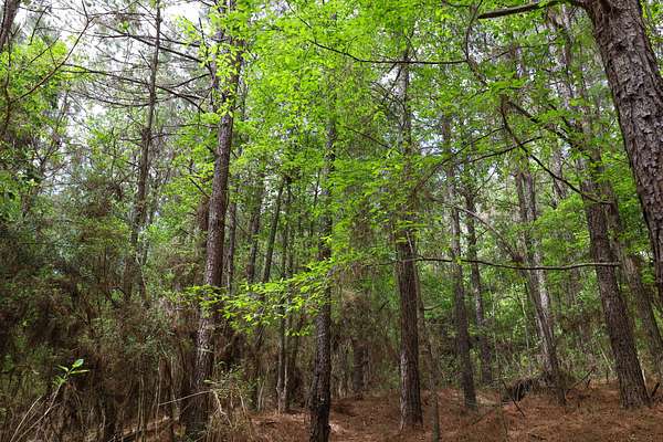 40 Acres of Recreational Land for Sale in Dodson, Louisiana