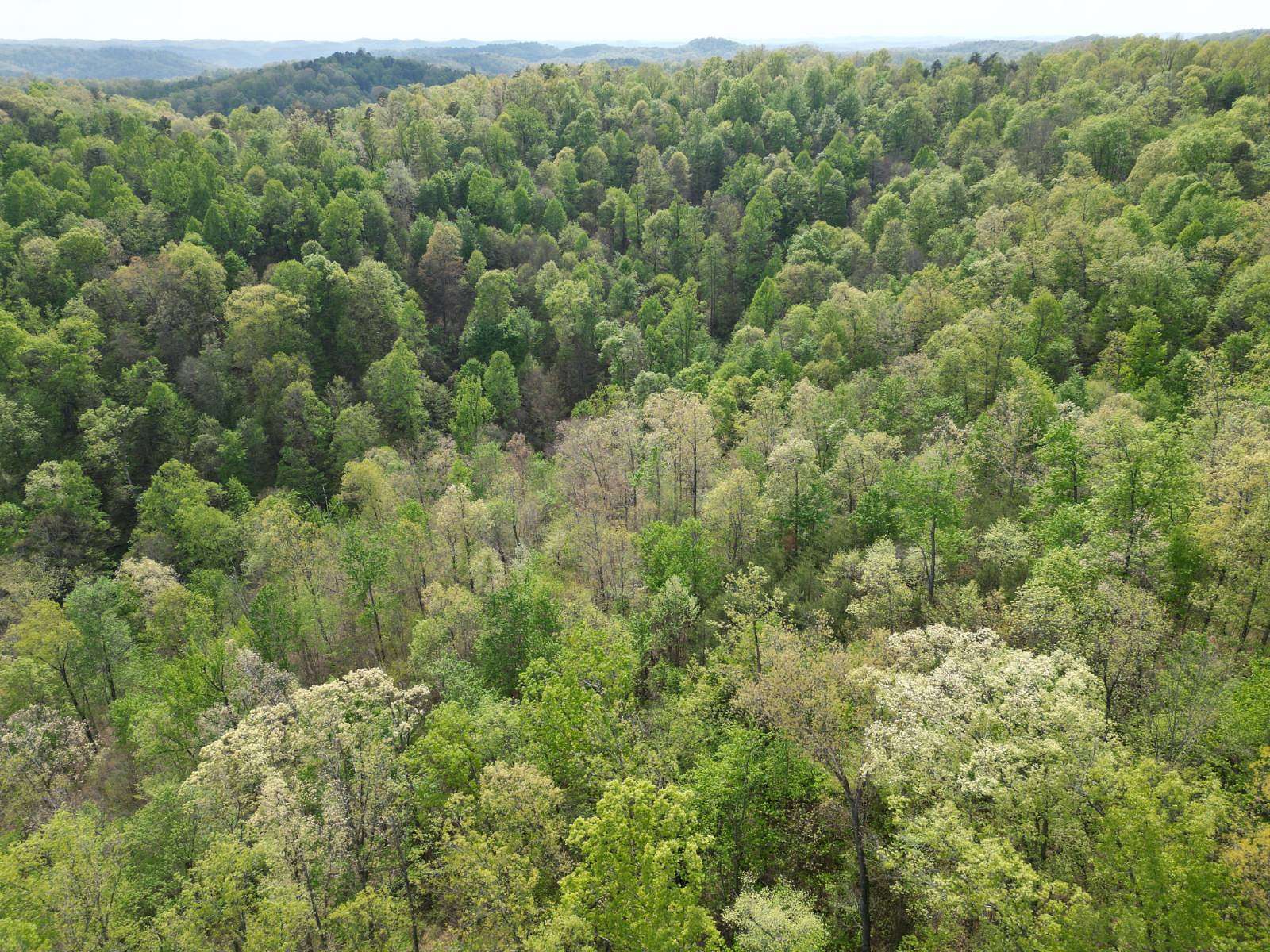 100 Acres of Recreational Land for Sale in Bigbend, West Virginia