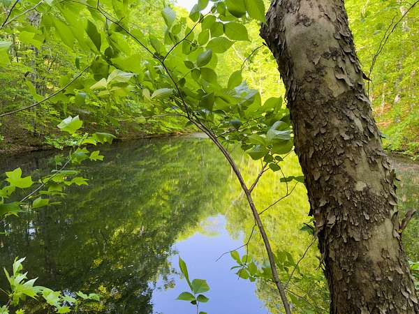 171 Acres of Recreational Land for Sale in White Bluff, Tennessee