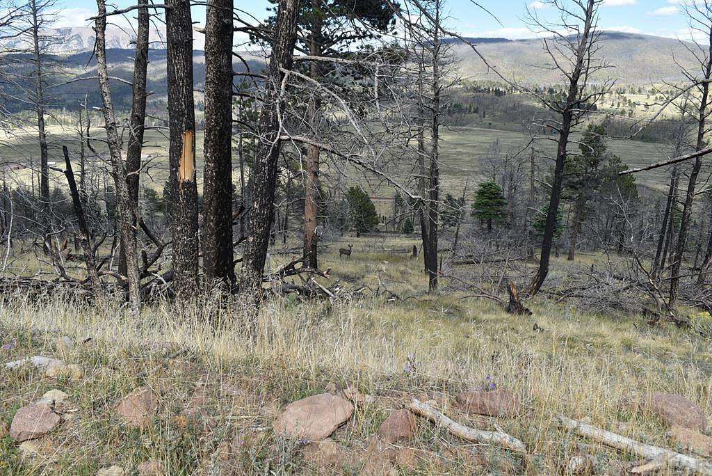 4 Acres of Land for Sale in Fort Garland, Colorado