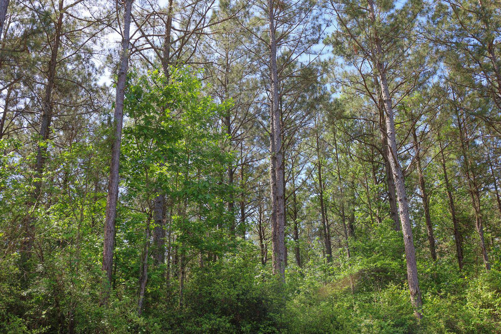 9 Acres of Residential Land for Sale in Dodson, Louisiana