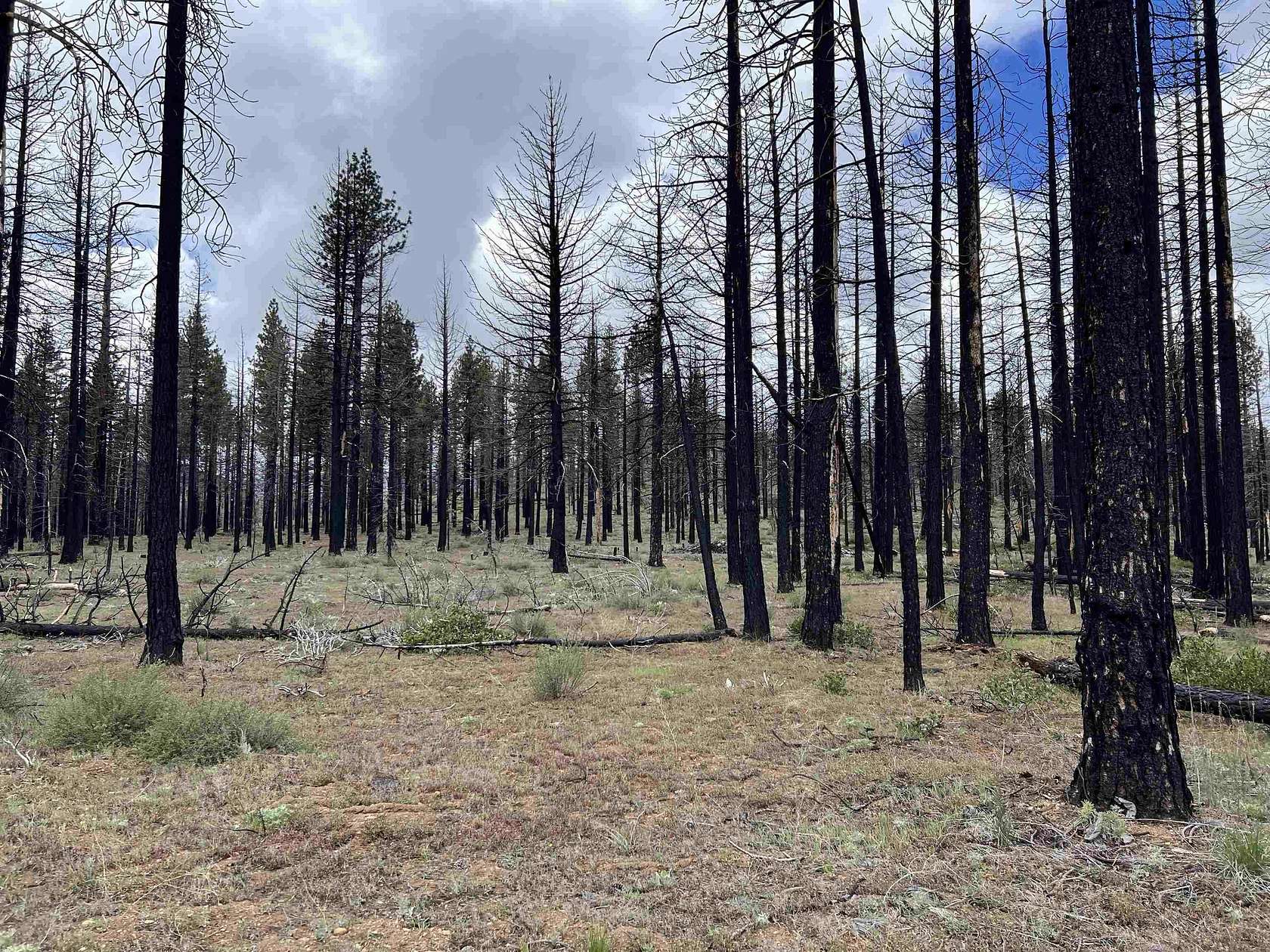 5 Acres of Land for Sale in Chilcoot, California