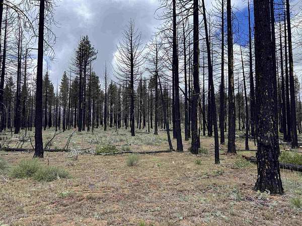 5 Acres of Land for Sale in Chilcoot, California