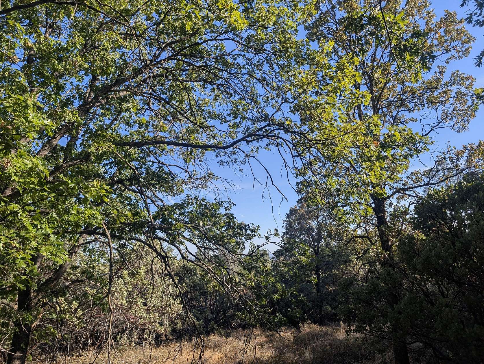 9.9 Acres of Land for Sale in Bella Vista, California