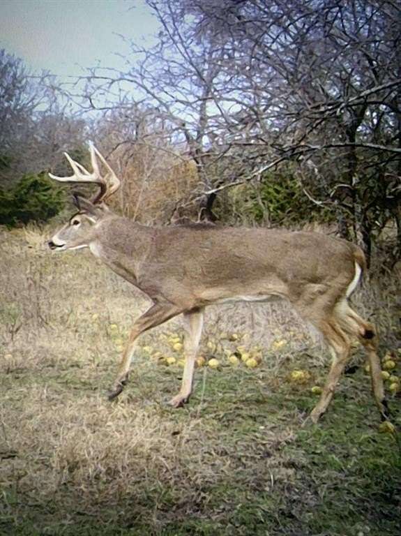 57.5 Acres of Recreational & Residential Land for Sale in Bailey, Texas