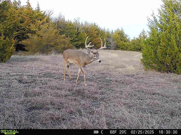 140 Acres of Recreational & Residential Land for Sale in Bailey, Texas