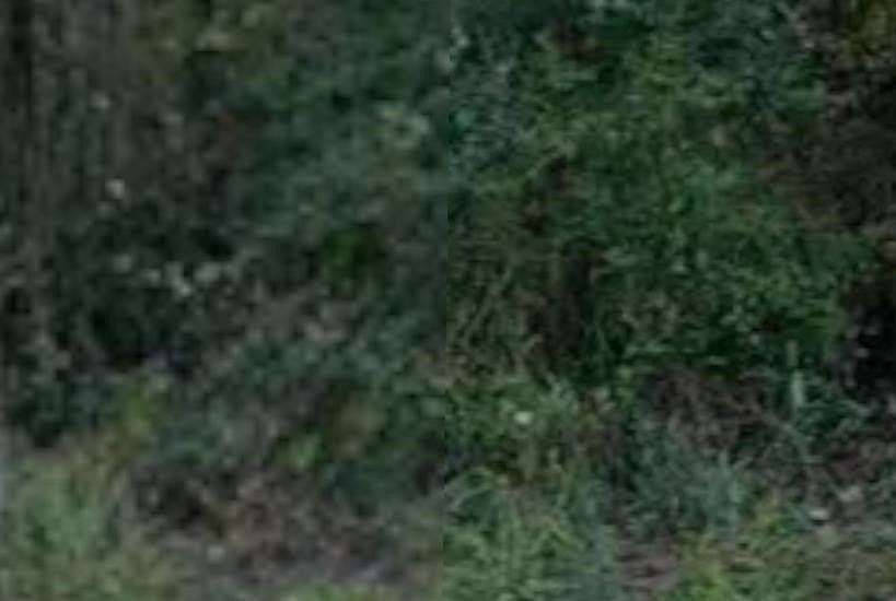1 Acre of Land for Sale in Tallahassee, Florida