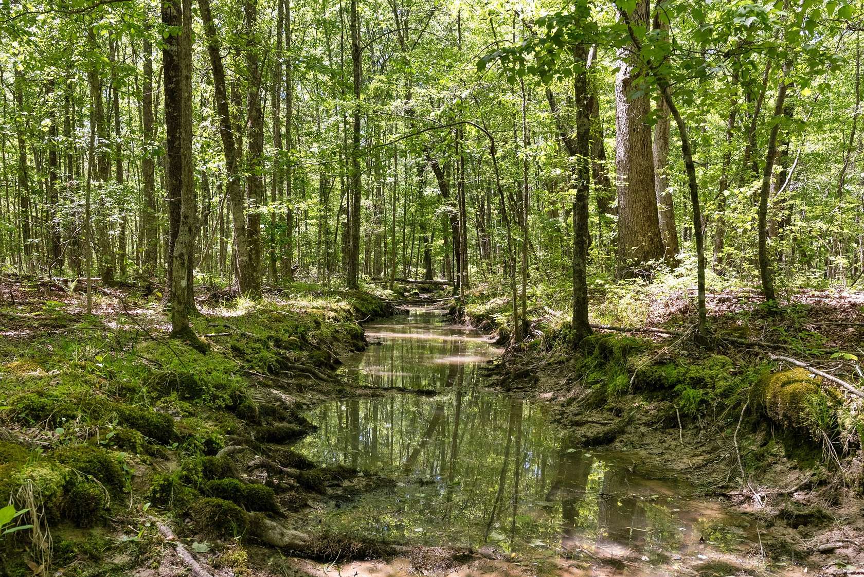 100 Acres of Land for Sale in Bradyville, Tennessee