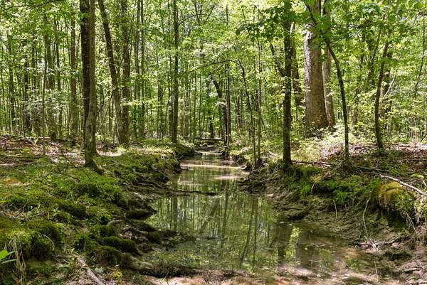 100 Acres of Land for Sale in Bradyville, Tennessee