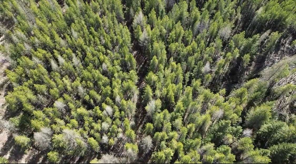 20 Acres of Recreational & Residential Land for Sale in Trego, Montana