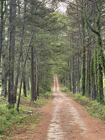 40 Acres of Land for Sale in Bonnerdale, Arkansas