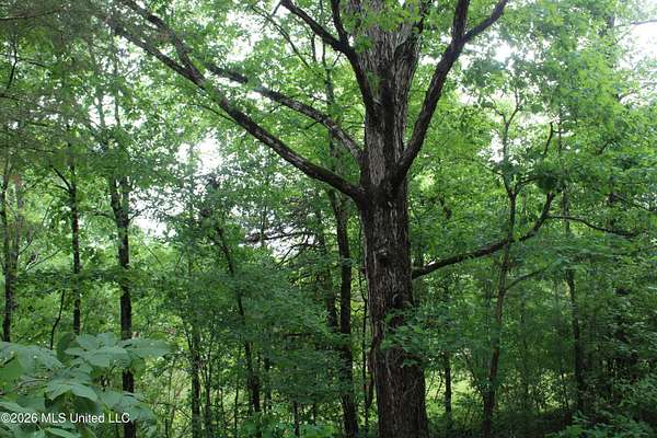 15.6 Acres of Recreational & Residential Land for Sale in Byhalia, Mississippi