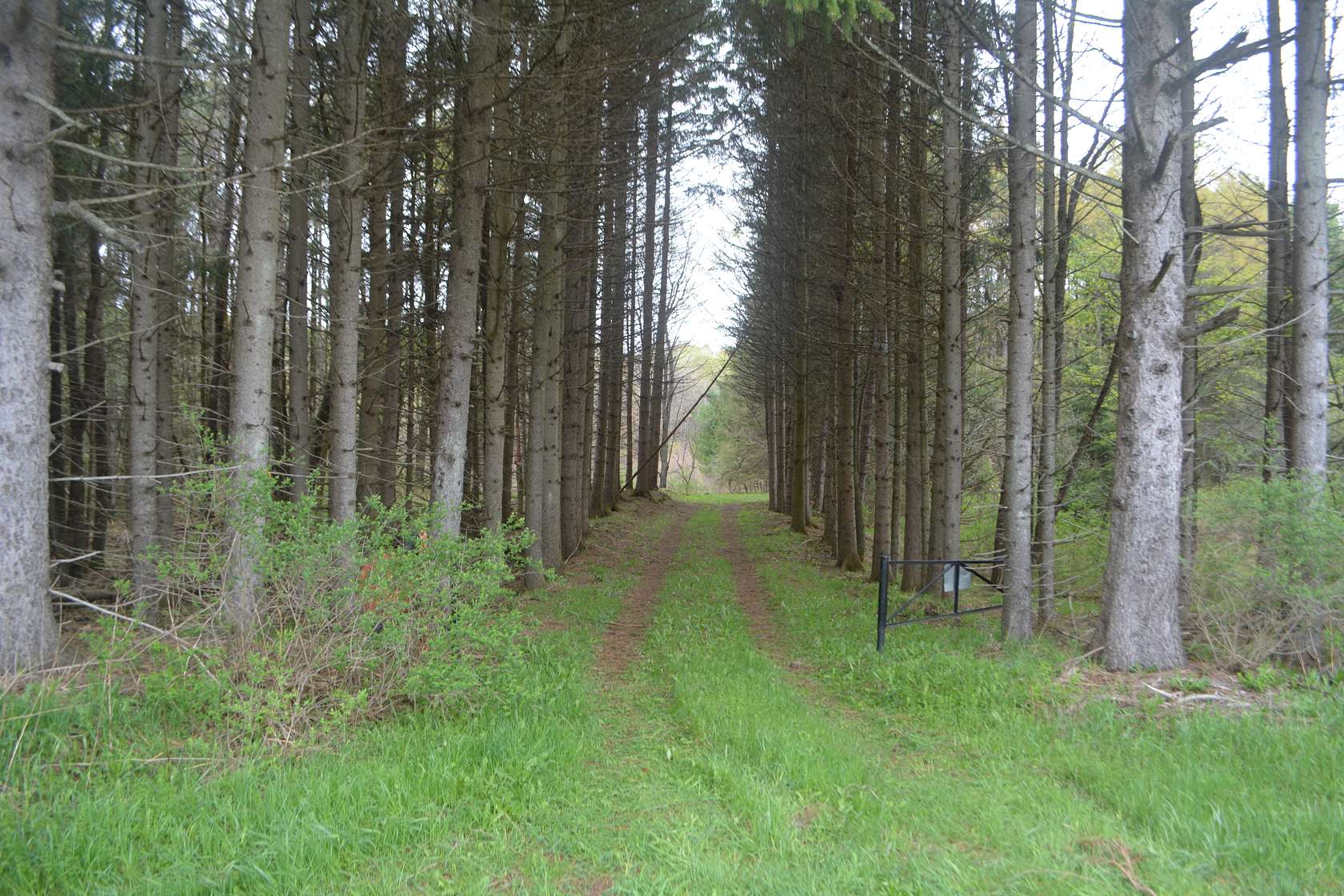 34 Acres of Recreational Land for Sale in Farmersville Station, New York