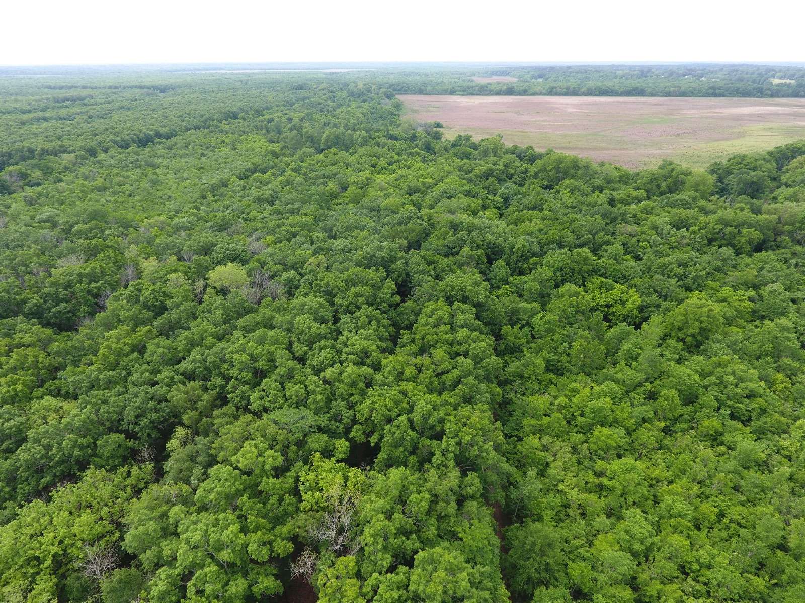 18.4 Acres of Recreational Land for Sale in Marksville, Louisiana