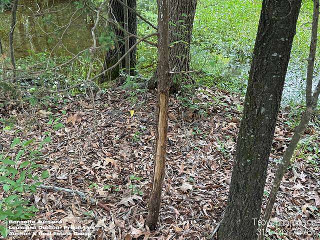 120 Acres of Recreational Land for Sale in Extension, Louisiana