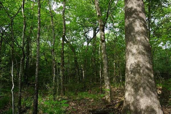 22.5 Acres of Recreational Land for Sale in Malakoff, Texas