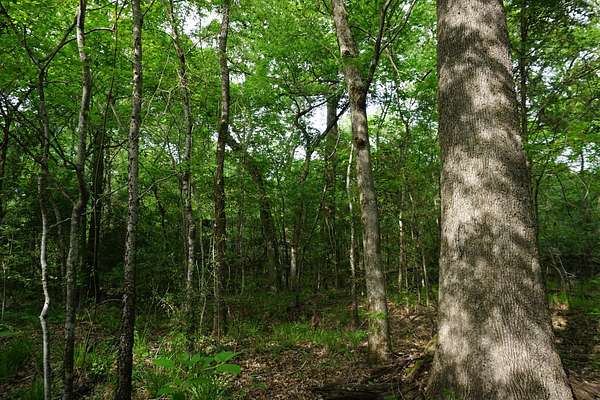 22.5 Acres of Recreational Land for Sale in Malakoff, Texas