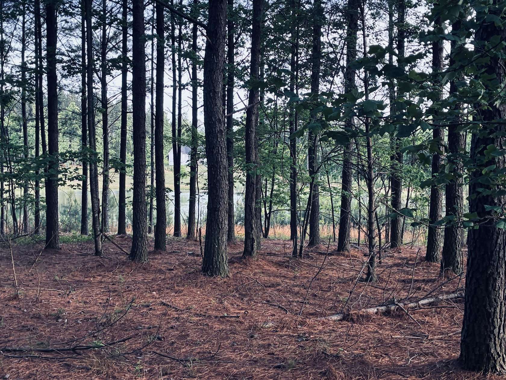 1.33 Acres of Residential Land for Sale in Jasper, Tennessee