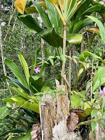 0.28 Acres of Residential Land for Sale in Pahoa, Hawaii