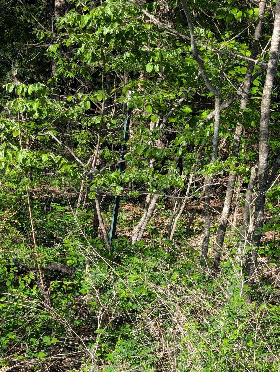4.4 Acres of Land for Sale in Stockton, Missouri