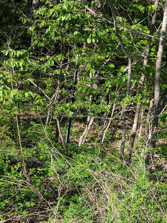 4.4 Acres of Land for Sale in Stockton, Missouri