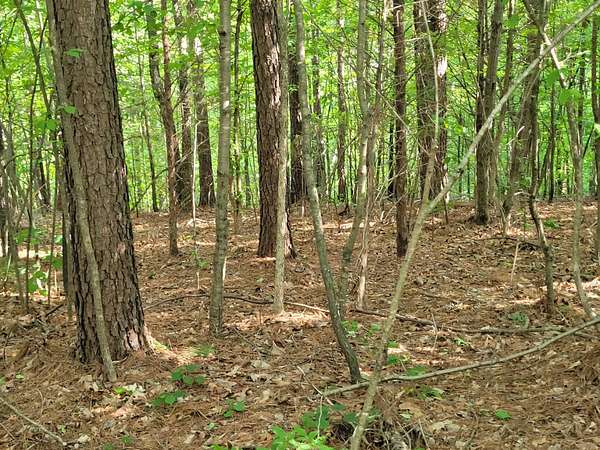 55.4 Acres of Land for Sale in Waynesboro, Tennessee