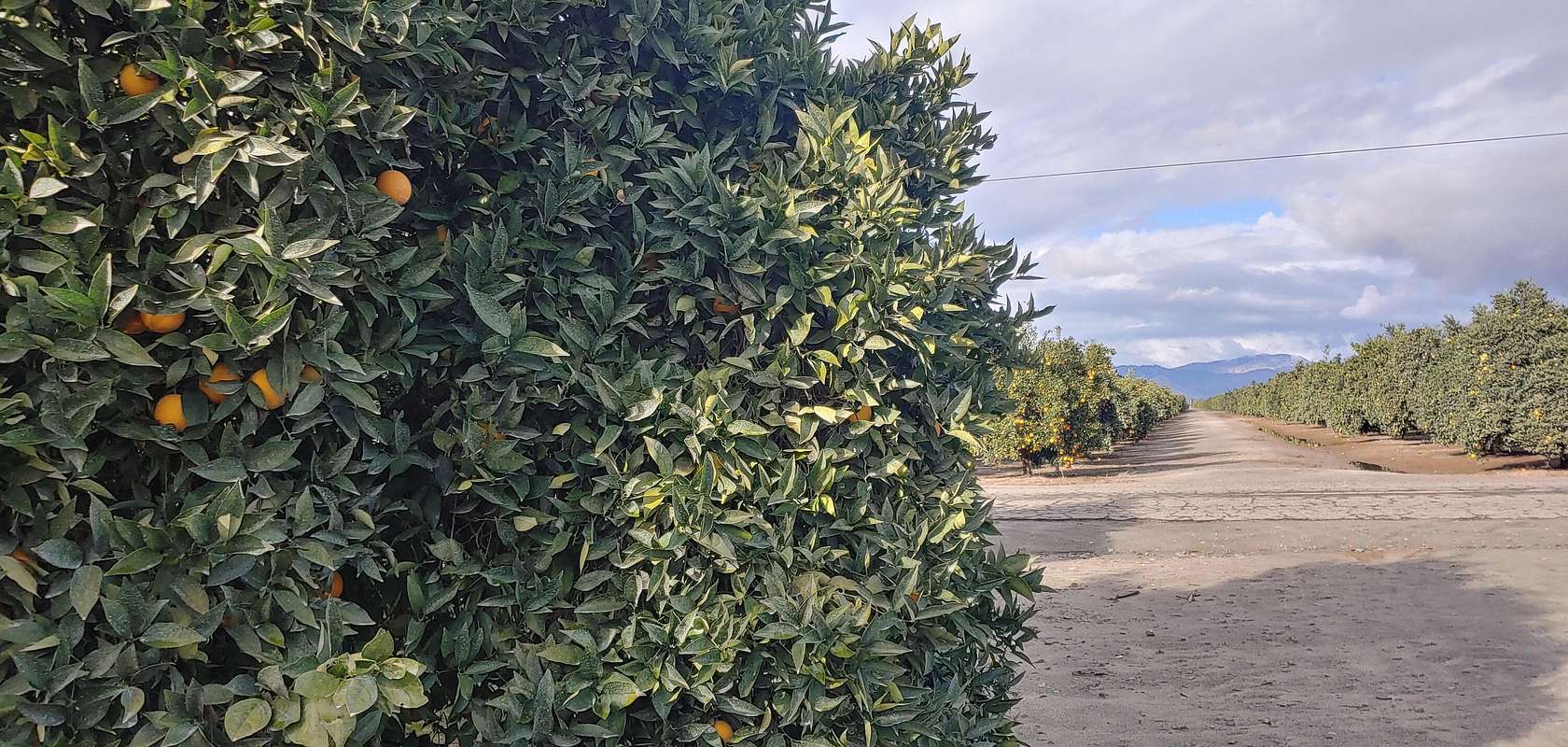 9.72 Acres of Residential Land for Sale in Exeter, California