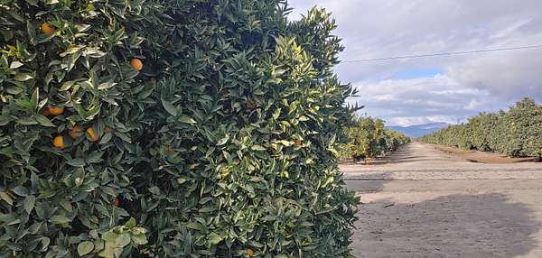 9.72 Acres of Residential Land for Sale in Exeter, California