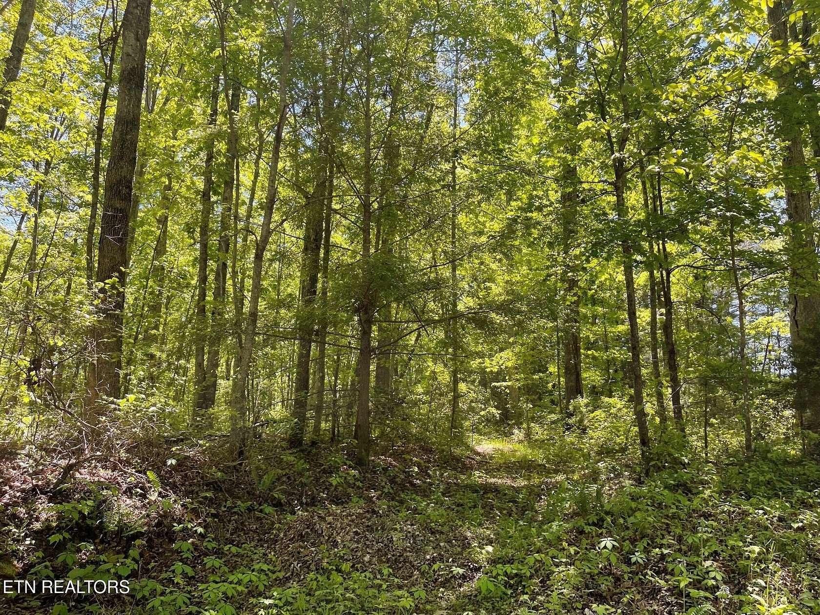 26.5 Acres of Land for Sale in Oneida, Tennessee