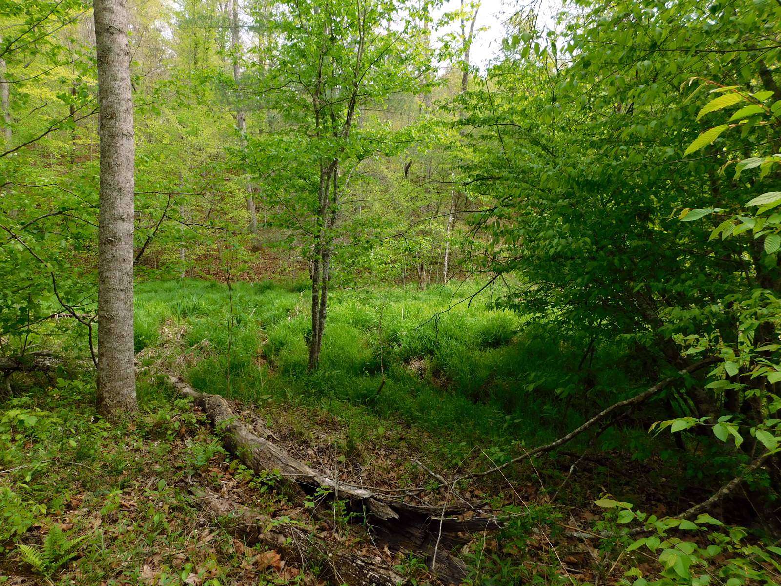 79 Acres of Recreational Land for Sale in Salyersville, Kentucky