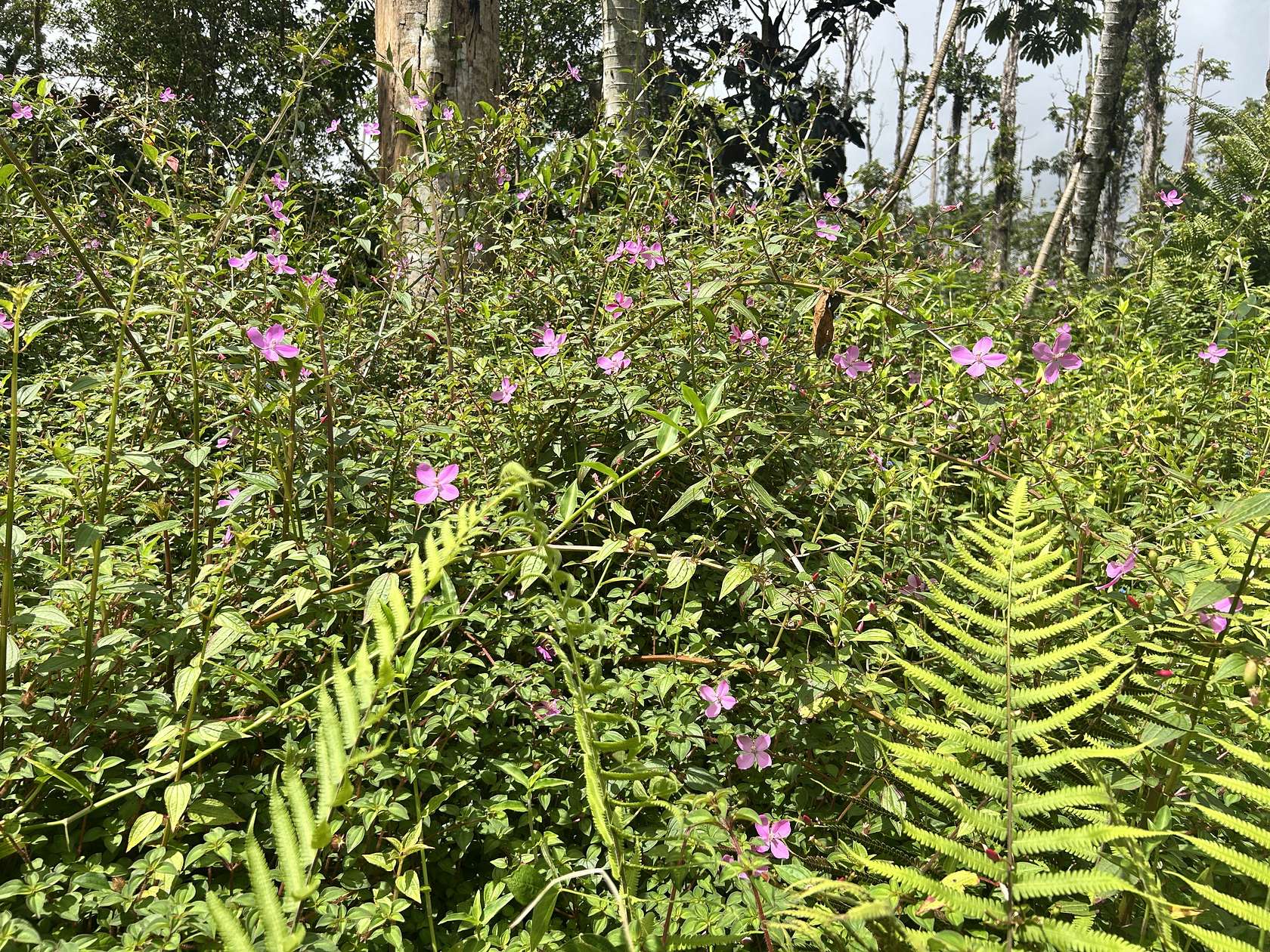 0.19 Acres of Residential Land for Sale in Pahoa, Hawaii
