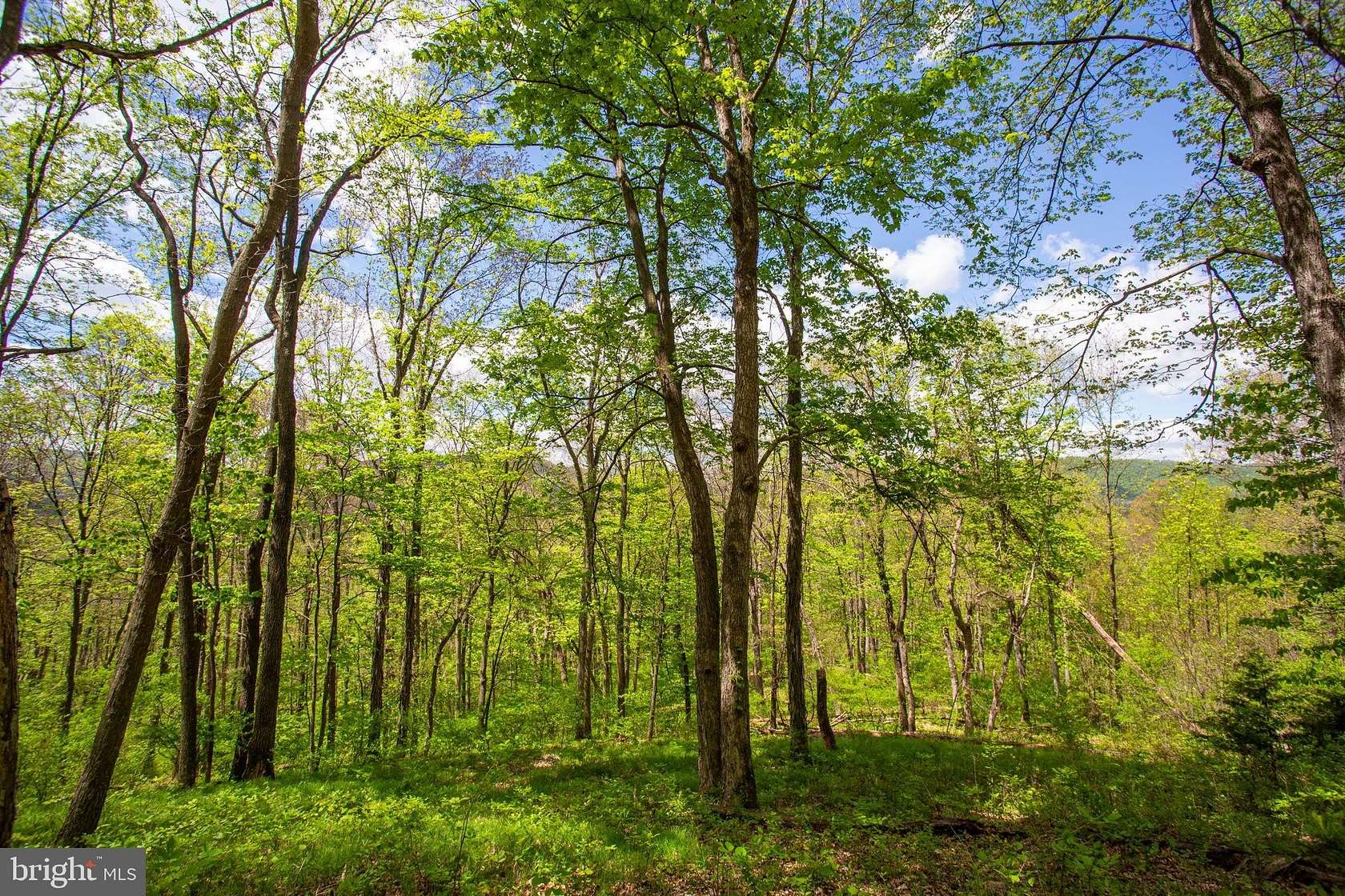 16.4 Acres of Land for Sale in Fulks Run, Virginia