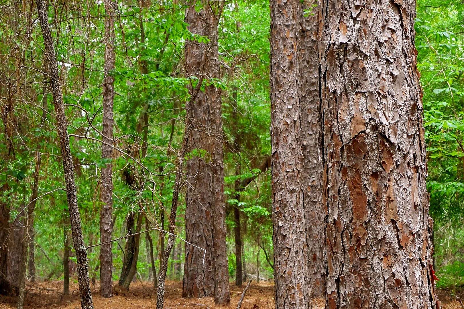 64 Acres of Land for Sale in Girard, Georgia
