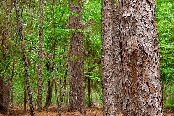 64 Acres of Land for Sale in Girard, Georgia