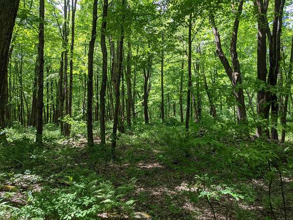 12.2 Acres of Land for Sale in Kent, Connecticut