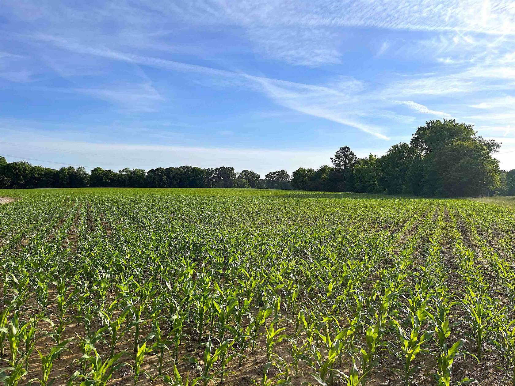 31.3 Acres of Land for Sale in Bolivar, Tennessee