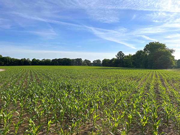 31.3 Acres of Land for Sale in Bolivar, Tennessee