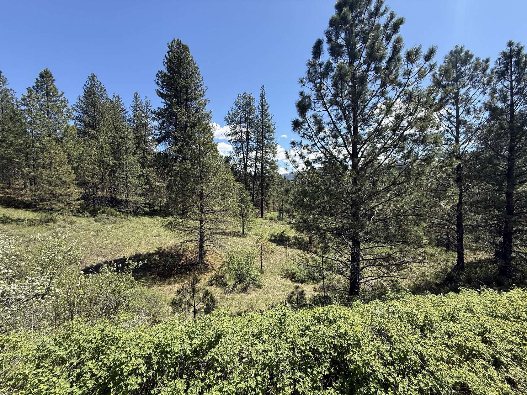 20 Acres of Recreational & Residential Land for Sale in Curlew, Washington