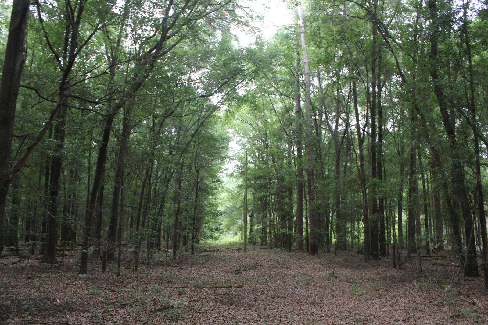15.6 Acres of Land for Sale in Oglethorpe, Georgia