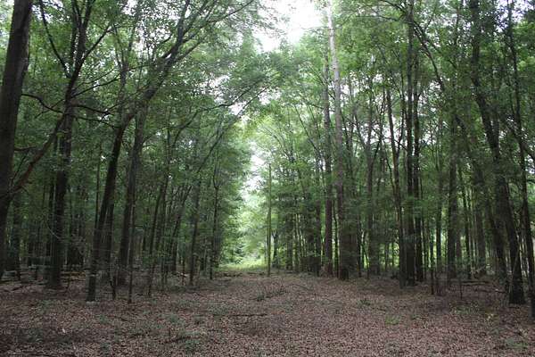 15.6 Acres of Land for Sale in Oglethorpe, Georgia